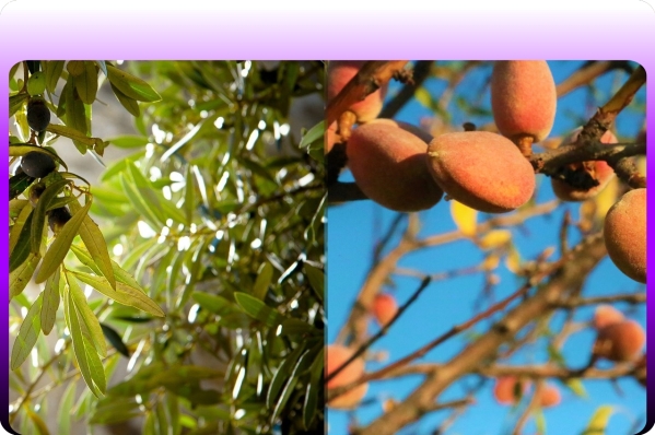 Royal Almond & Royal Olive